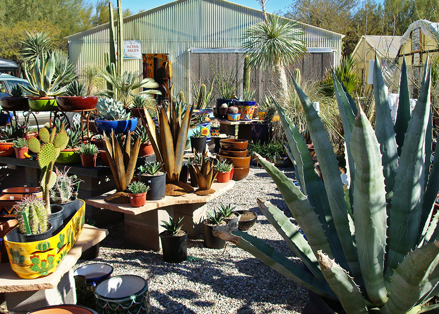 Cactus Succulents Desert Plants At B B Cactus Farm B B Cactus Farm